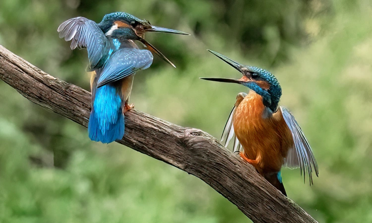 grup fotogràfic sant boi